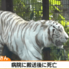 古庄晃(飼育員) ホワイトタイガー襲われ死亡!トラは殺処分される?事故現場はどこ?原因は?【鹿児島市 平川動物公園】