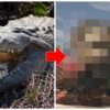 1億年前のワニの祖先、とんでもない化物だった。衝撃の姿はこちら…